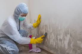 Why You Should Choose Our Mold Remediation Services in Harlingen, TX